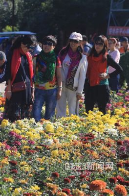 哈市菊花展在哪裏，菊花展上的花卉艺术與城市文化融合如何？